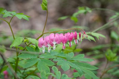Lamprocapnos spectabilis, photographed by Nash Turley