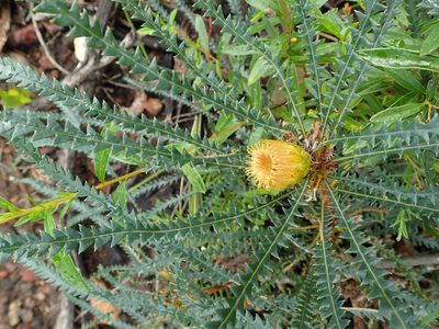 Banksia dallanneyi, photographed by botanygirl