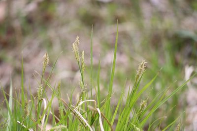 Carex sprengelii, photographed by Henry "Nick" Robertson