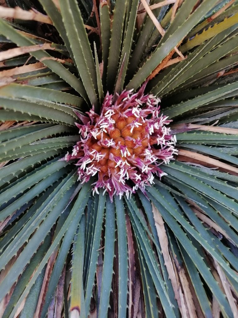 Ochagavia andina, photographed by Nicolás Lavandero