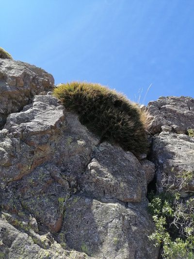 Ochagavia andina, photographed by Nicolás Lavandero