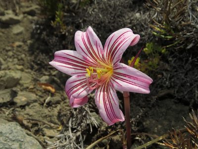 Rhodolirium montanum, photographed by Nicolás Lavandero