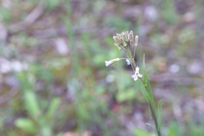 Boechera grahamii, photographed by Henry "Nick" Robertson