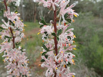 Petrophile biloba, photographed by botanygirl