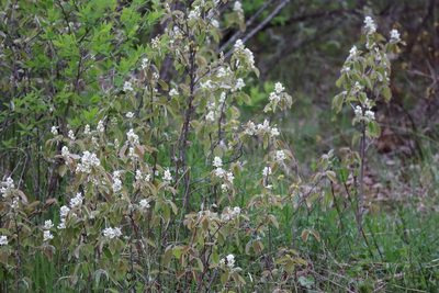 Amelanchier humilis, photographed by Henry "Nick" Robertson