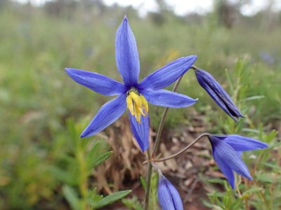 Stypandra glauca, photographed by botanygirl