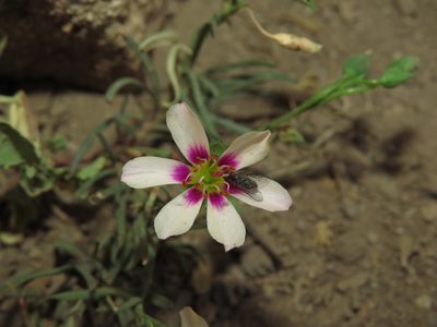 Montiopsis andicola, photographed by Nicolás Lavandero