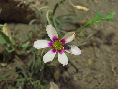 Montiopsis andicola, photographed by Nicolás Lavandero