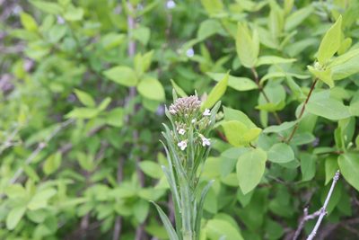 Boechera grahamii, photographed by Henry "Nick" Robertson