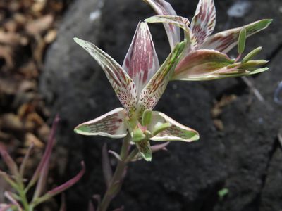 Alstroemeria garaventae