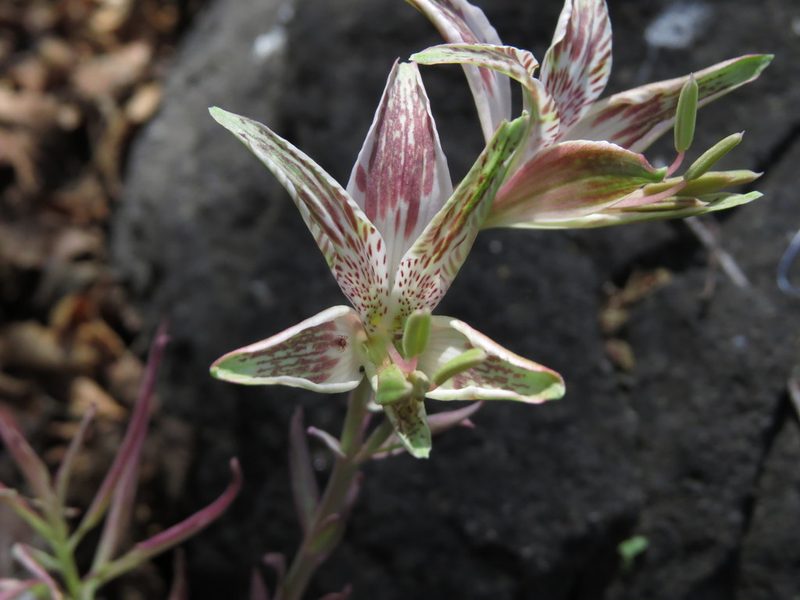 Alstroemeria garaventae, photographed by Nicolás Lavandero