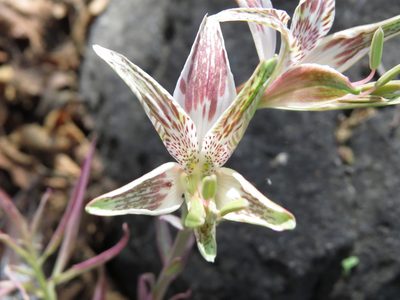 Alstroemeria garaventae, photographed by Nicolás Lavandero