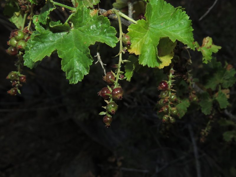Ribes punctatum, photographed by Nicolás Lavandero