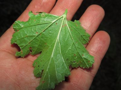 Ribes punctatum, photographed by Nicolás Lavandero