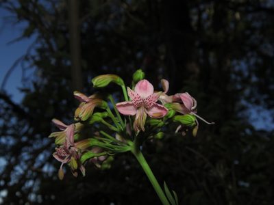 Alstroemeria revoluta, photographed by Nicolás Lavandero