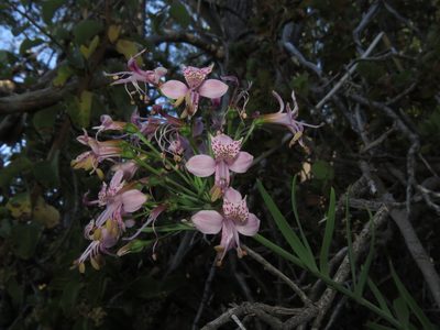 Alstroemeria revoluta, photographed by Nicolás Lavandero