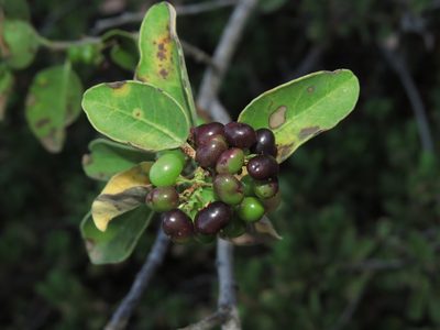 Schinus montana, photographed by Nicolás Lavandero