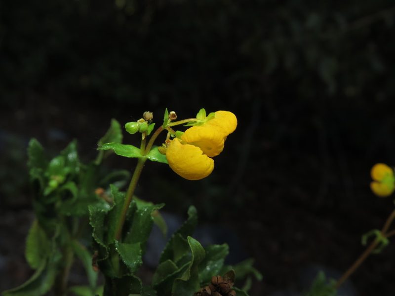 Calceolaria meyeniana, photographed by Nicolás Lavandero