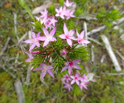 Calytrix glutinosa, photographed by botanygirl