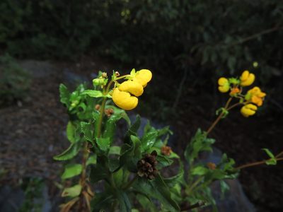 Calceolaria meyeniana, photographed by Nicolás Lavandero