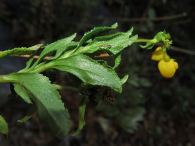 Calceolaria meyeniana, photographed by Nicolás Lavandero