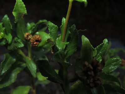 Calceolaria meyeniana, photographed by Nicolás Lavandero