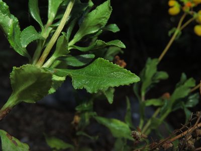 Calceolaria meyeniana, photographed by Nicolás Lavandero