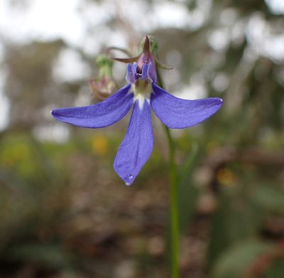 Lobelia rhombifolia, photographed by botanygirl