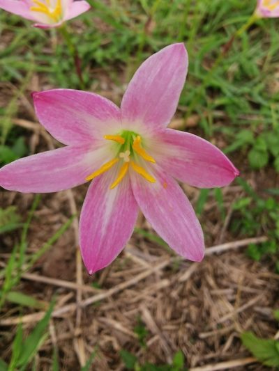 Zephyranthes rosea, photographed by Juan Carlos Pérez Magaña