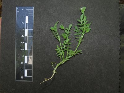 Polemonium micranthum, photographed by Nicolás Lavandero