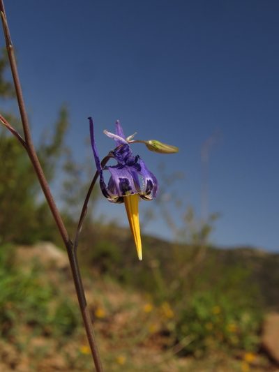 Conanthera bifolia, photographed by Nicolás Lavandero