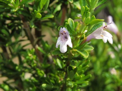Clinopodium chilense, photographed by Nicolás Lavandero