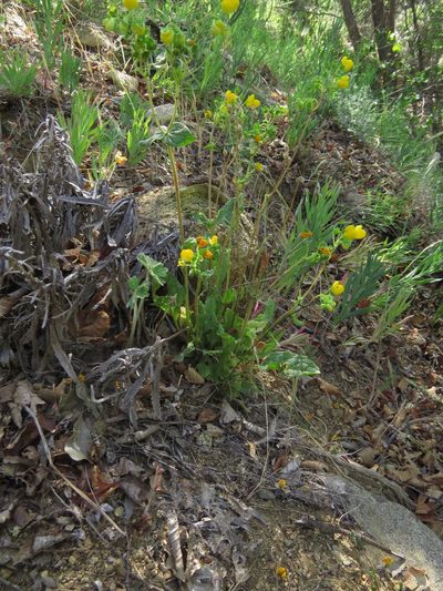 Calceolaria glandulosa, photographed by Nicolás Lavandero
