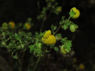 Calceolaria glandulosa, photographed by Nicolás Lavandero