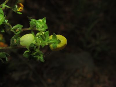 Calceolaria glandulosa, photographed by Nicolás Lavandero