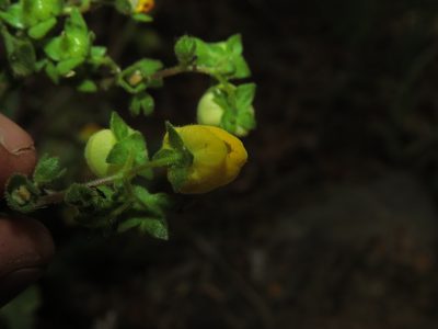 Calceolaria glandulosa, photographed by Nicolás Lavandero