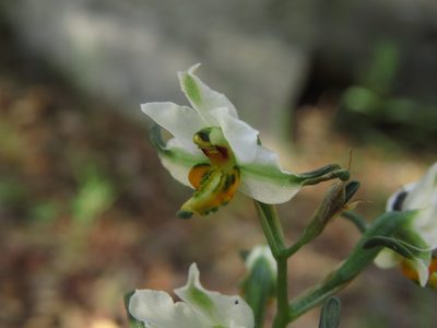 Gavilea longibracteata, photographed by Nicolás Lavandero
