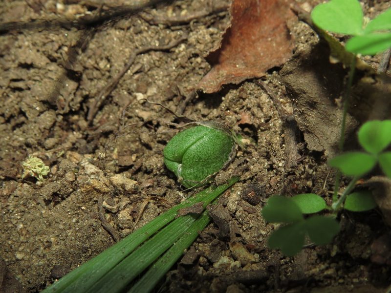 Miersia humilis, photographed by Nicolás Lavandero