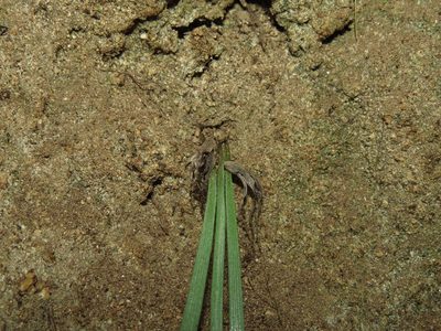 Miersia humilis, photographed by Nicolás Lavandero