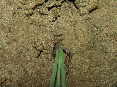 Miersia humilis, photographed by Nicolás Lavandero