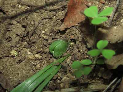 Miersia humilis, photographed by Nicolás Lavandero