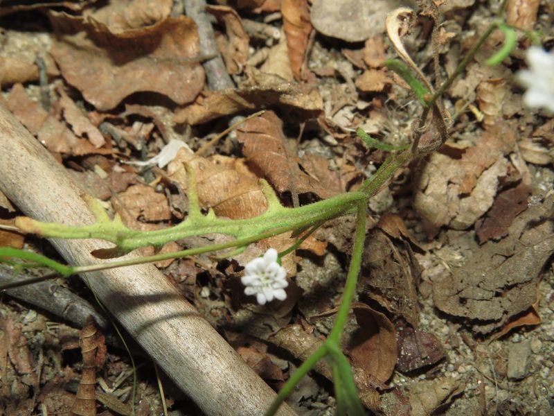 Leucheria tenuis, photographed by Nicolás Lavandero