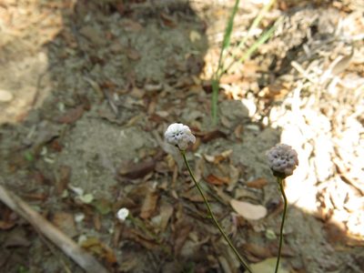 Leucheria tenuis, photographed by Nicolás Lavandero