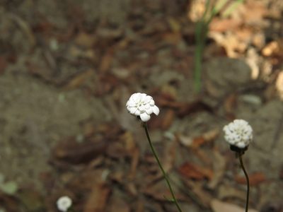 Leucheria tenuis, photographed by Nicolás Lavandero
