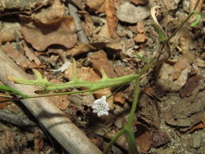 Leucheria tenuis, photographed by Nicolás Lavandero