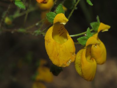 Calceolaria corymbosa, photographed by Nicolás Lavandero