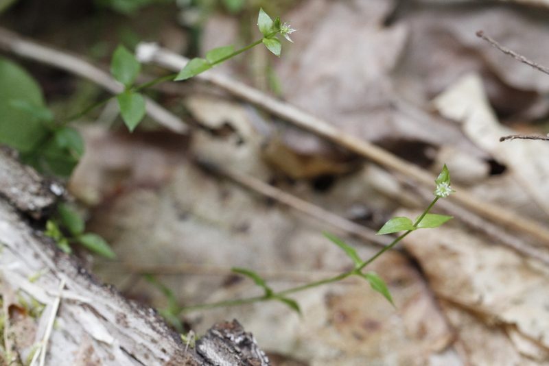 Stellaria crispa, photographed by J Straka