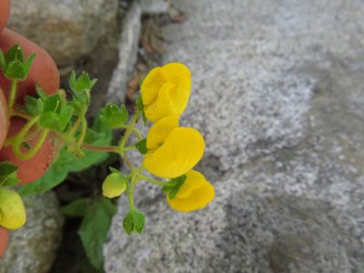 Calceolaria glandulosa, photographed by Nicolás Lavandero