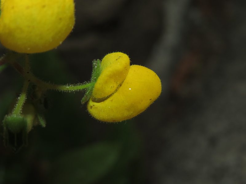 Calceolaria glandulosa, photographed by Nicolás Lavandero