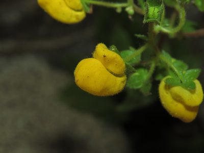 Calceolaria glandulosa, photographed by Nicolás Lavandero